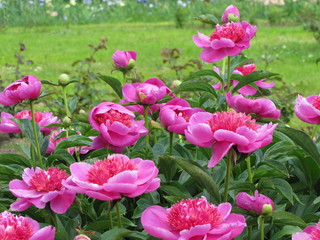 Many pink peony flowers in the garden 