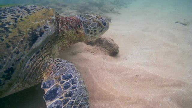 Green Turtle (Chelonia mydas) swims over a sandy bottom (close-up), Indian Ocean, Hikkaduwa, Sri Lanka, South Asia
