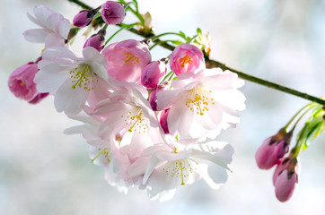 Naklejka premium Spring Dream : Japanese cherry blossoms :)