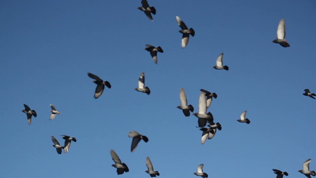 pigeon flock fly