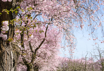 Spring Dream : Japanese cherry blossoms :)