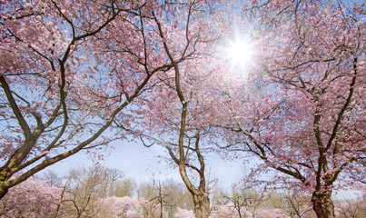 Fototapeta premium Spring Dream : Japanese cherry blossoms :)