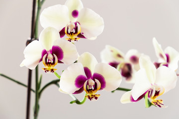 White Orchid on White Background, Close-up