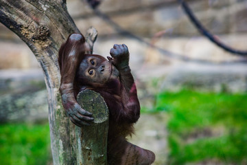 Lazy monkey
