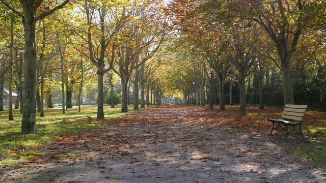 Autumn walkway under fallen leaves from the trees 4K 2160p 30fps UltraHD video - Slow tilt on fall in park foliage sunny day 4K 3840X2160 UD footage