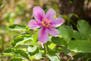 Obraz premium Wild peony blooming in the woods in the spring
