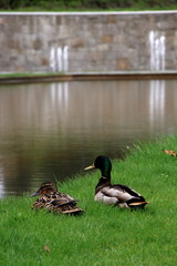 mallard duck on the canal in Sapporo – Hokkaido.jp