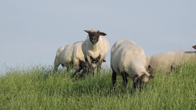 Schafe mit L&auml;mmer auf der Weide