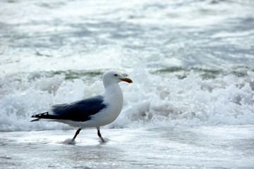 Seagull at Wenningstedt Beach / Sylt