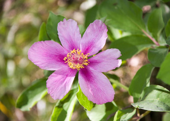 Wild peony blooming in the woods in the spring