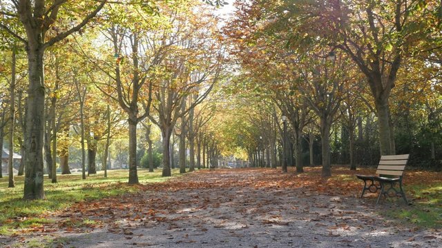 Romantic autumn walkway under fallen leaves from the trees 4K 2160p 30fps UltraHD video - Slow tilt on fall in park foliage sunny day 4K 3840X2160 UD footage 