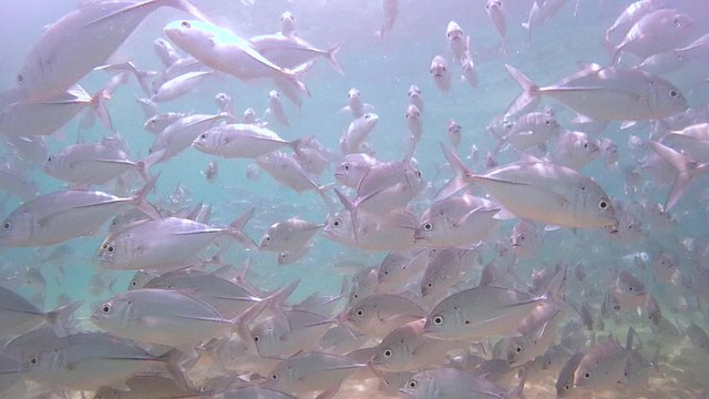 A large school of fish Bigeye trevally (Caranx sexfasciatus), Indian Ocean, Hikkaduwa, Sri Lanka, South Asia
