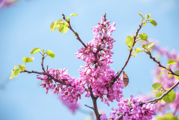 Purple flowers on the branch of an acacia in the spring on background of blue sky