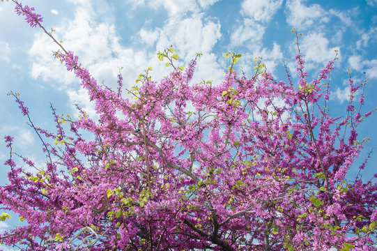 Fototapeta Decorative flowering shrub with purple flowers in the Crimea. 
