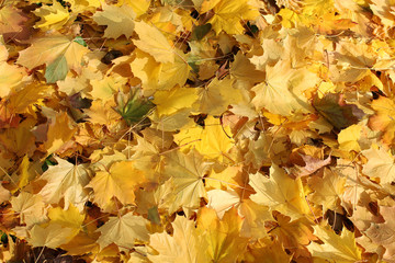 Yellow autumn leaves background