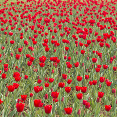 tulips in a park,chengdu,china