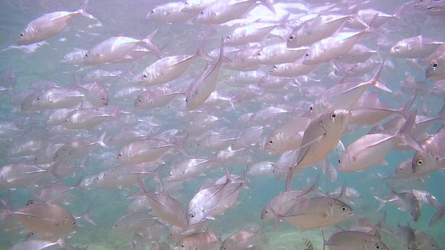 large school of fish Bigeye trevally (Caranx sexfasciatus) swimming under water surface, Indian Ocean, Hikkaduwa, Sri Lanka, South Asia
