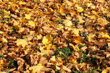 Yellow autumn leaves background