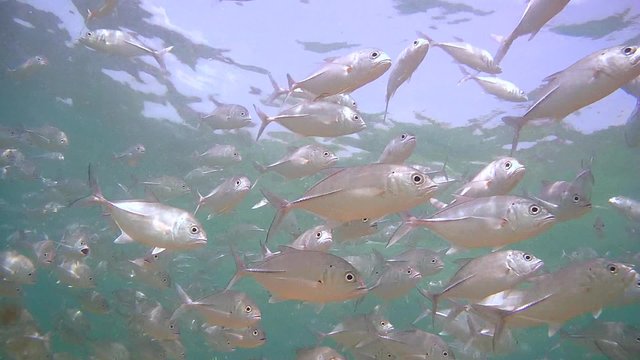 A large school of fish Bigeye trevally (Caranx sexfasciatus) swimming under water surface (Bottom View), Indian Ocean, Hikkaduwa, Sri Lanka, South Asia
