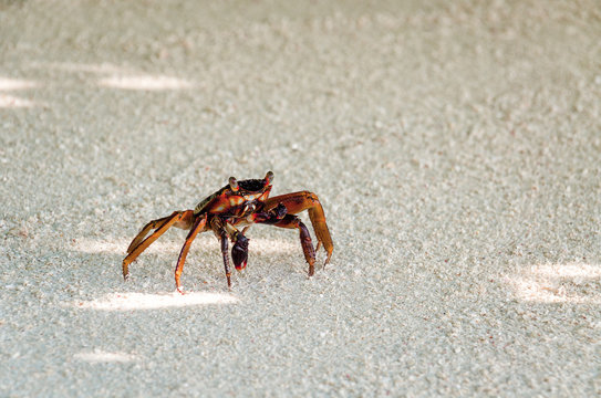 The crab on the sand, the inhabitant of the Maldives.