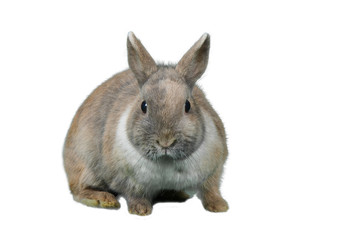 Zwergkaninchen Osterhase isoliert