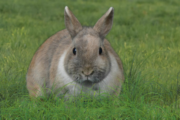 Zwergkaninchen Osterhase