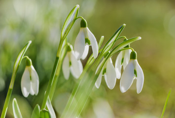 Snowdrops spring flower