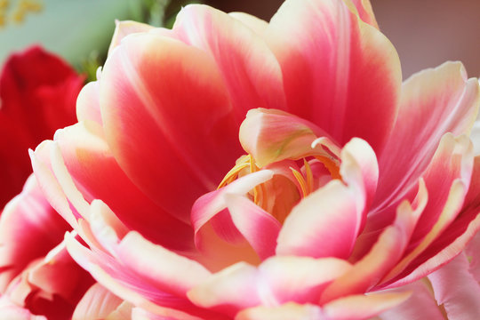 Beautiful close up macro photo of tulip © Voinakh