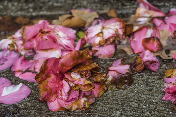 The land under the bush Camellia