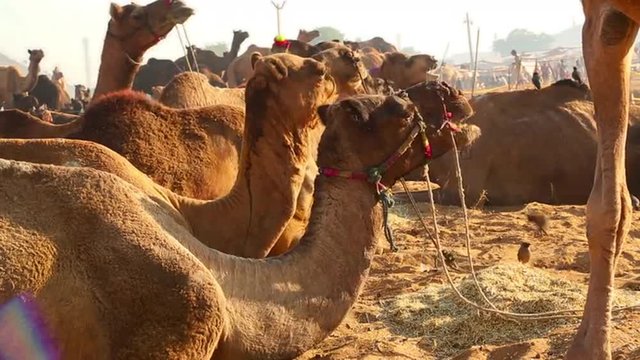 Locked-on shot of camels at Pushkar Camel Fair, Pushkar, Ajmer District, Rajasthan, India