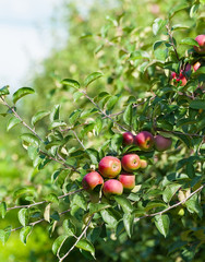 Branch with red apples