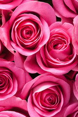 beautiful pink rose flowers background