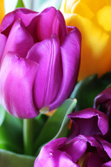 Tulips close up