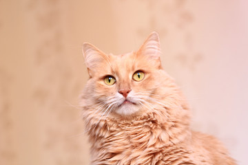 fluffy ginger cat portrait