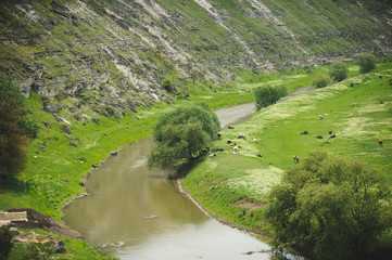 Cows at River