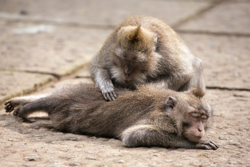Fototapeta premium Rhesus monkey grooming spa in monkey forest, Bali, Indonesia