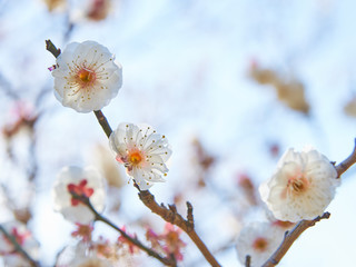 満開の梅の花