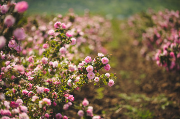 Obraz premium Rosebush with Pink Flowers