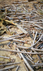 dry trunk on ground