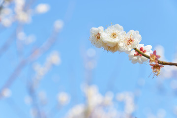 日本の梅