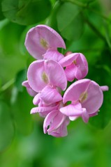 Obraz premium モモイロハリエンジュ