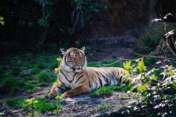 Relaxing tiger