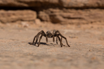 Zion National Park, Spider