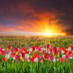 Obraz premium Large tulip flower meadow