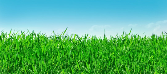 Meadow with a green grass and the blue sky