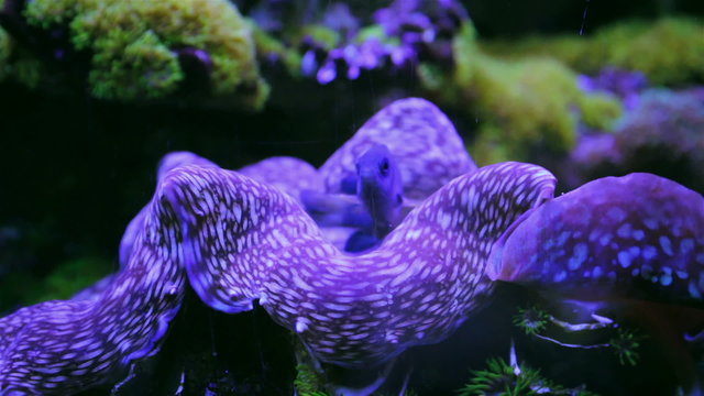 Wonderful and beautiful underwater world with corals and tropical fish.