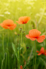 wild poppy flower on field