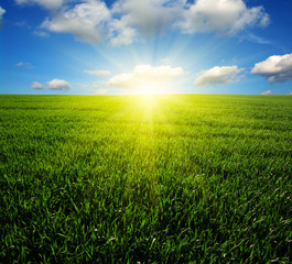Obraz premium field and sun