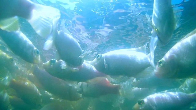 A large school of fish Mozambique tilapia (Oreochromis mossambicus) to clean the feet in the river, Hikkaduwa, Sri Lanka, South Asia

