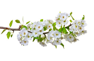 Obraz premium blossoms isolated on white